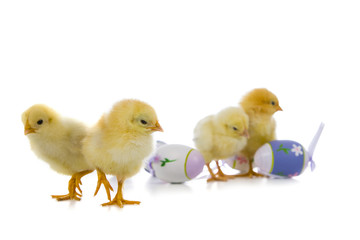 Yellow chickens and easter eggs