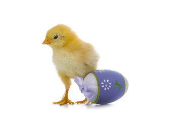 Yellow chicken and easter egg