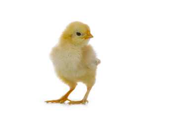Yellow chicken on a white background
