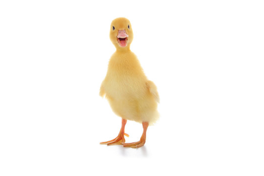 Yellow duckling on a white background