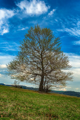 Fototapeta na wymiar spring view of tree on meadow