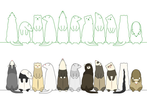 colorful ferrets in a row