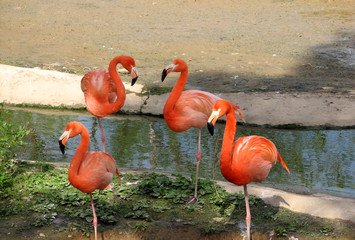 pink flamingo resting in pond