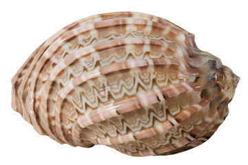 seashell harpa macro, isolated on white