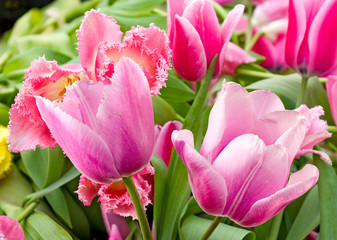 different beautiful flowers in park closeup