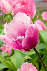 different beautiful flowers in park closeup