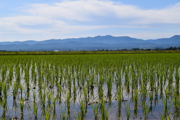 田園風景/山形県の庄内地方で、田植え2週間後の田園風景を撮影した写真です。