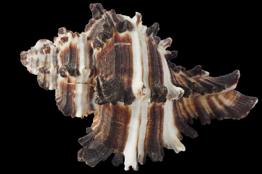 seashell murex indivia macro, isolated on black