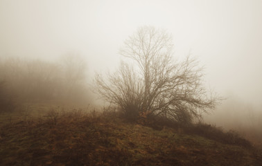 tree in fog landscape