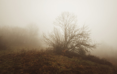 Fototapeta na wymiar tree in fog landscape