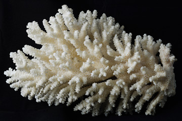 white coral macro on black backround