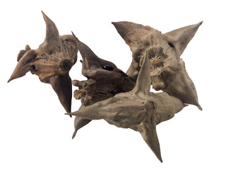 small heap of water caltrops macro, isolated on white