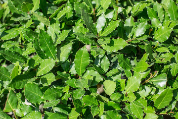 Fresh leaves of laurel plant.