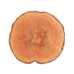 detailed sectional view of the tree (white background)