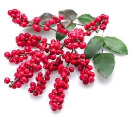 European Holly (Ilex) leaves and fruit on a white background.