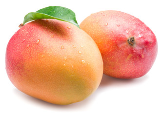 Mango fruits with water drops. Isolated on a white background.