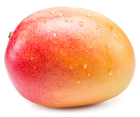 Mango fruit with water drops. Isolated on a white background.