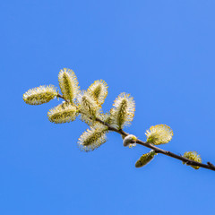 Willow branch with inflorescences