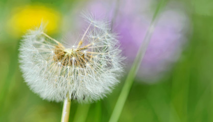 Dandelion close up isolated