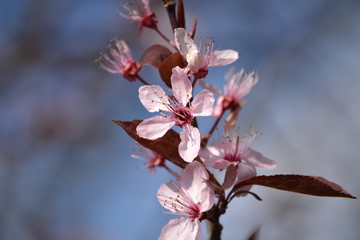 bloesem van de Japanse Kers