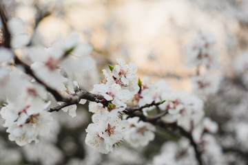 flowering tree