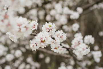 Obraz premium flowering tree