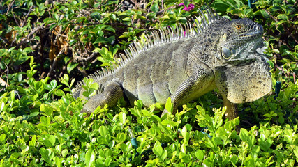 Iguana in Grand Cayman