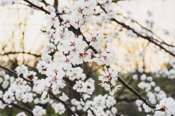 flowering tree