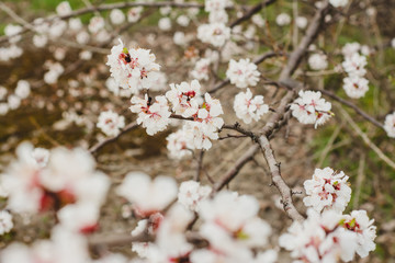 flowering tree