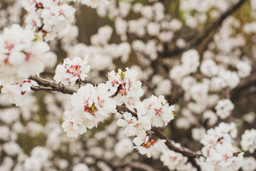 flowering tree