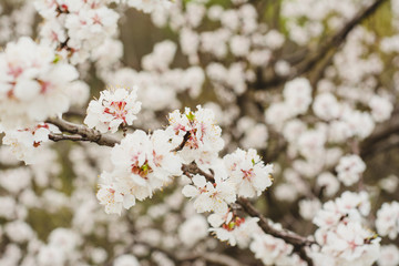 flowering tree