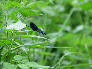 dragonfly with blue wings sitting on a green grass