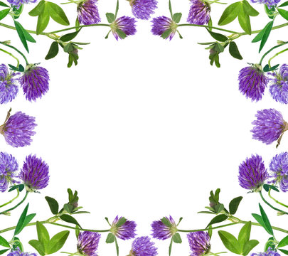lilac clover flowers frame isolated on white