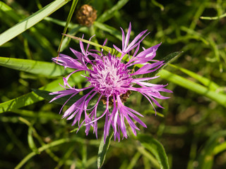 Blooming Brown Knapweed, Centaurea jacea macro, selective focus, shallow DOF