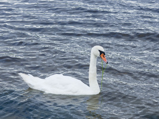 Fototapeta premium mute swan swim in river, selective focus