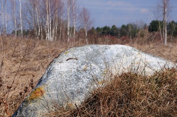 boulder in the field in the spring