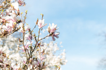 blossom magnolia tree in park