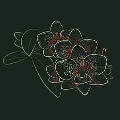 vector illustration of orchid flowers with colored stroke