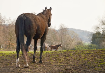 appaloosa horse in the meadow