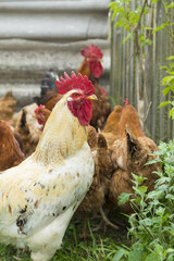 White rooster with brown chickens on background