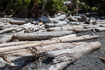 Ozette Coast, Washington State olympic national park