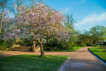blossom cherry tree in park