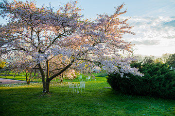 Fototapeta na wymiar blossom cherry tree in park