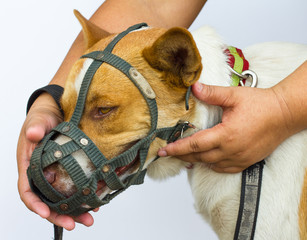 Hand to mouth muzzle dog.