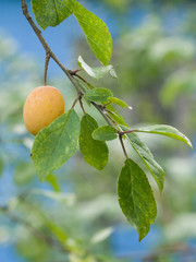 ripe yellow plum on branch with leaves, selective focus