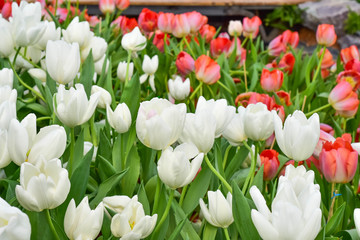 White tulips close up background