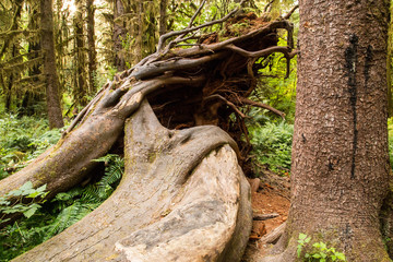 Hoh Rainforest in Olympic National Park, Washington State, USA