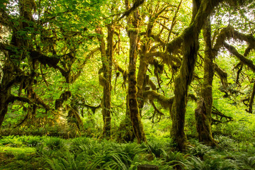 Olympic National Park Hoh Rainforest The Epic Hall Of Mosses