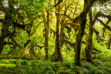 Fototapeta premium Olympic National Park Hoh Rainforest The Epic Hall Of Mosses