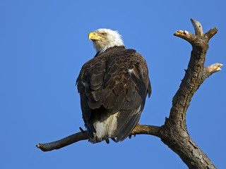 Bald Eagle Sitting in Dead Tree